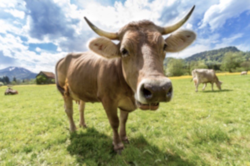 Traduction agroalimentaire à Bordeaux